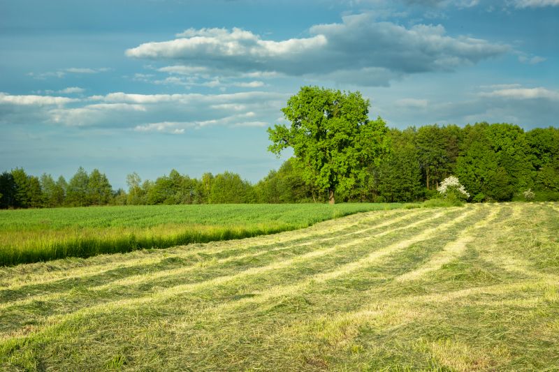 field and pasture mowing