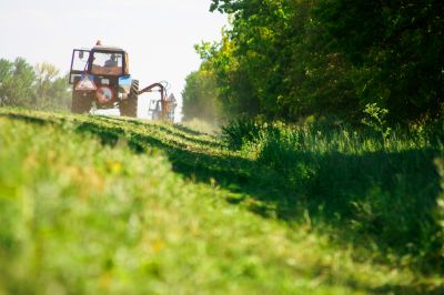 Clearing Overgrown Land