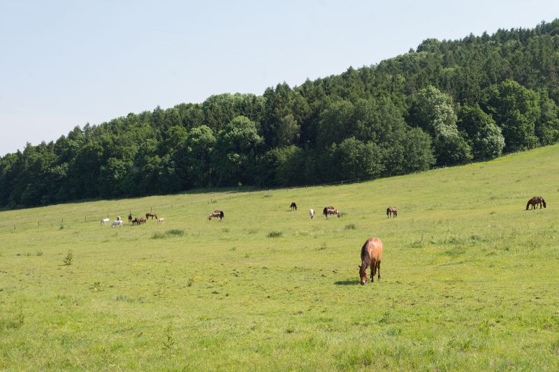 Field And Pasture Mowing