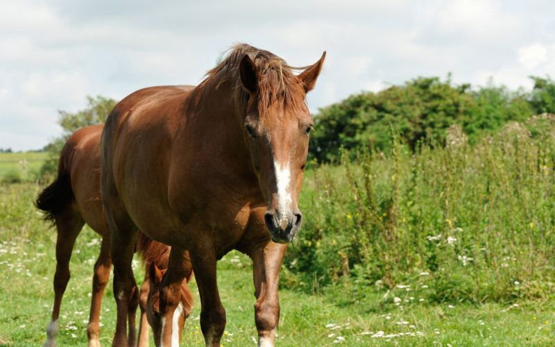 field and pasture mowing